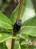 Image of Deraeocoris delagrangei (Puton 1892)