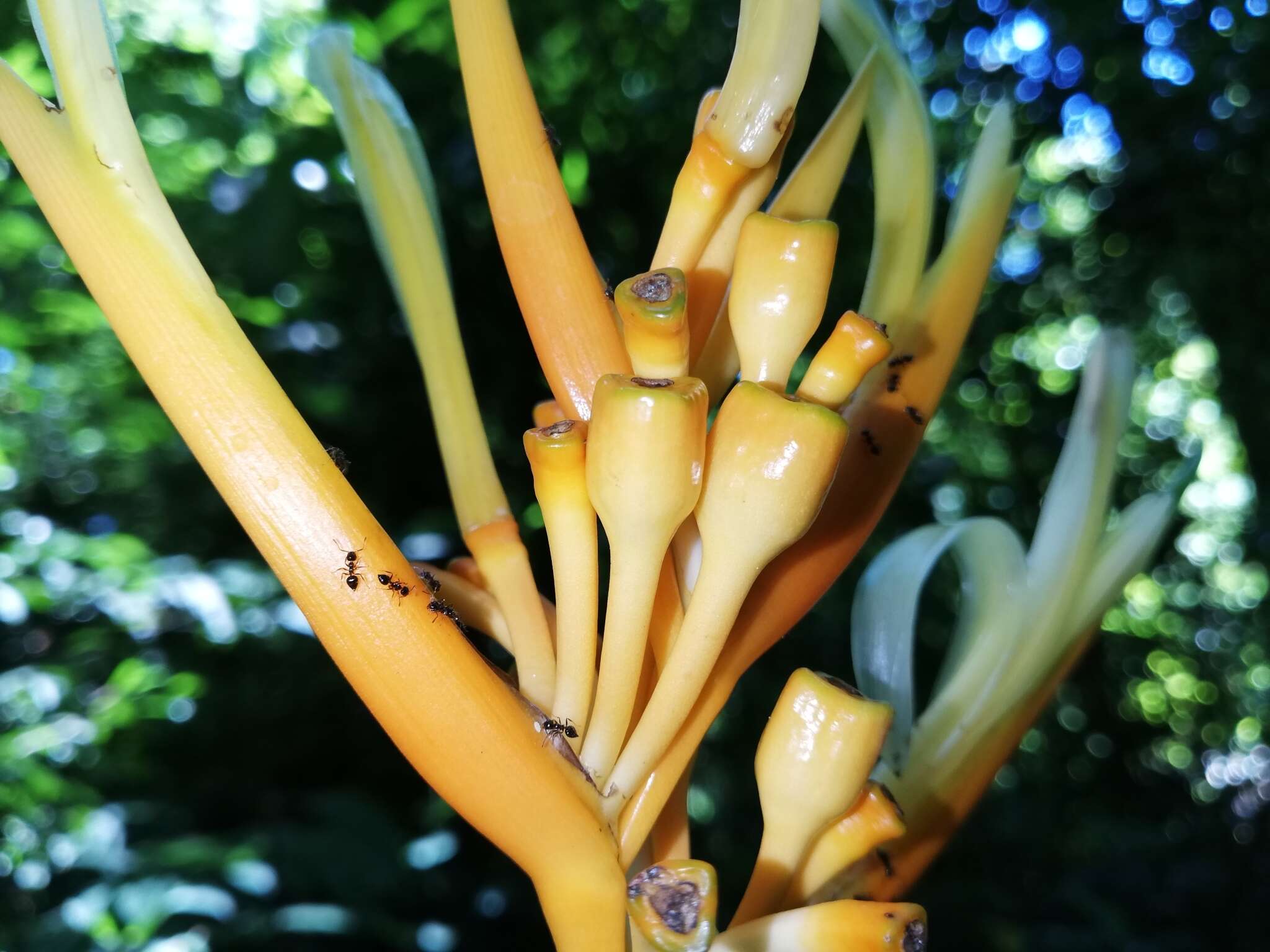 Image of Heliconia longiflora R. R. Sm.