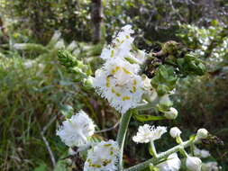 Image of Fringed False Hellebore