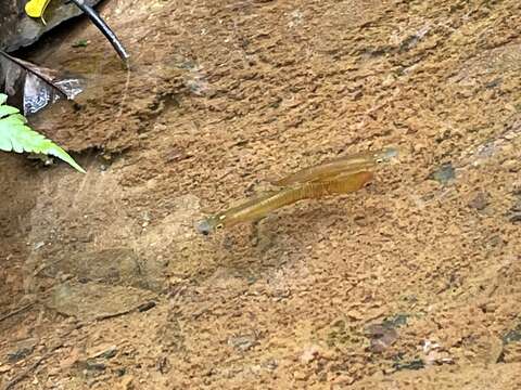 Слика од Aplocheilus lineatus (Valenciennes 1846)