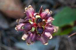 Image of Satyrium lupulinum Lindl.