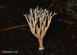 Image of Phaeoclavulina cyanocephala (Berk. & M. A. Curtis) Giachini 2011