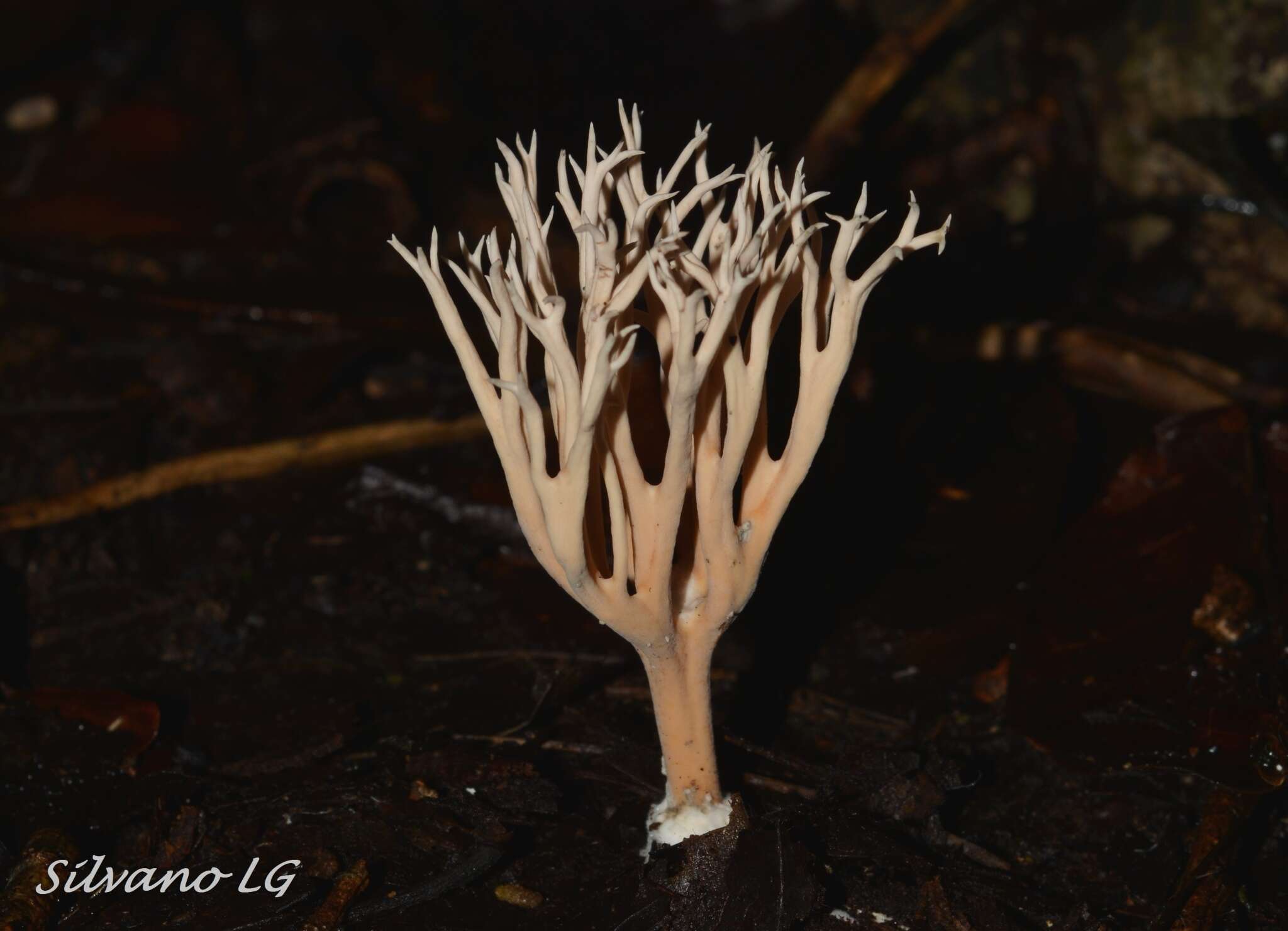 Image of Phaeoclavulina cyanocephala (Berk. & M. A. Curtis) Giachini 2011