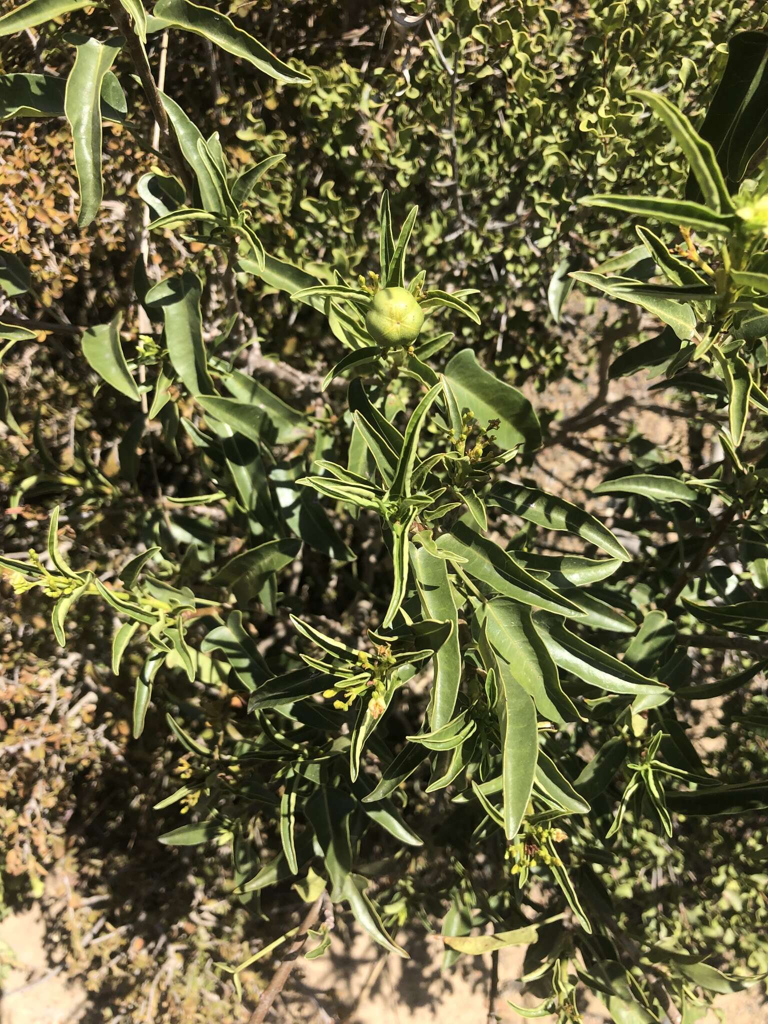 Image of Jatropha capensis (L. fil.) Sond.