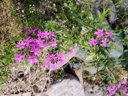 Image of Chiricahua Mountain mock vervain