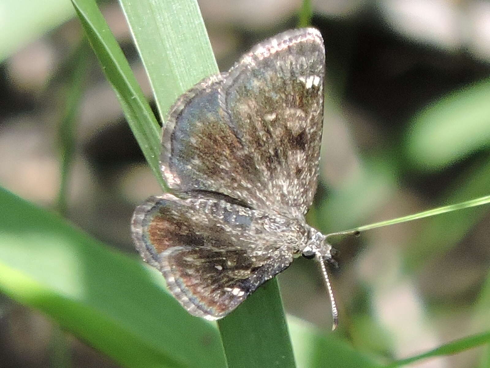 Image of Hesperopsis alpheus Edwards 1876