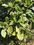 Image of Terminalia buceras (L.) Wright