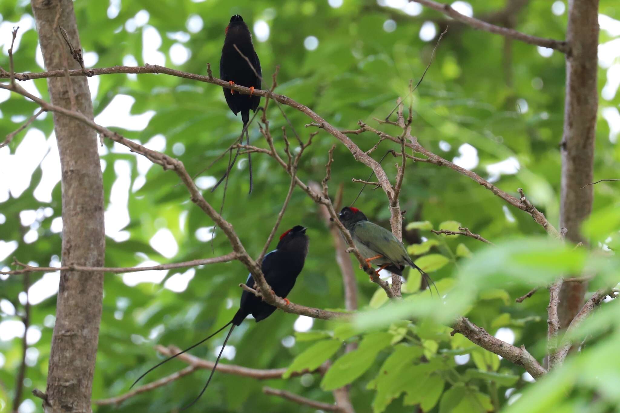 Image of Long-tailed Manakin