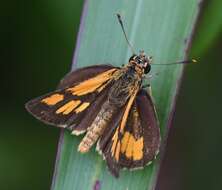 Image of Bush Hopper