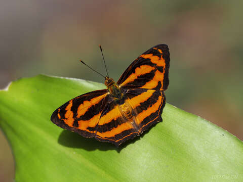 Imagem de Symbrenthia hippoclus Cramer 1782