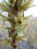 Image of Michoacán lady orchid