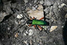 Image of Deltaspis rubriventris Bates 1880