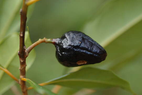 Image of Cryptocarya oubatchensis Schltr.