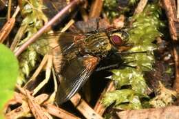 Sivun Allophorocera ferruginea (Meigen 1824) kuva