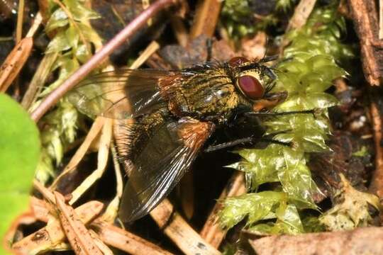 Allophorocera ferruginea (Meigen 1824)的圖片