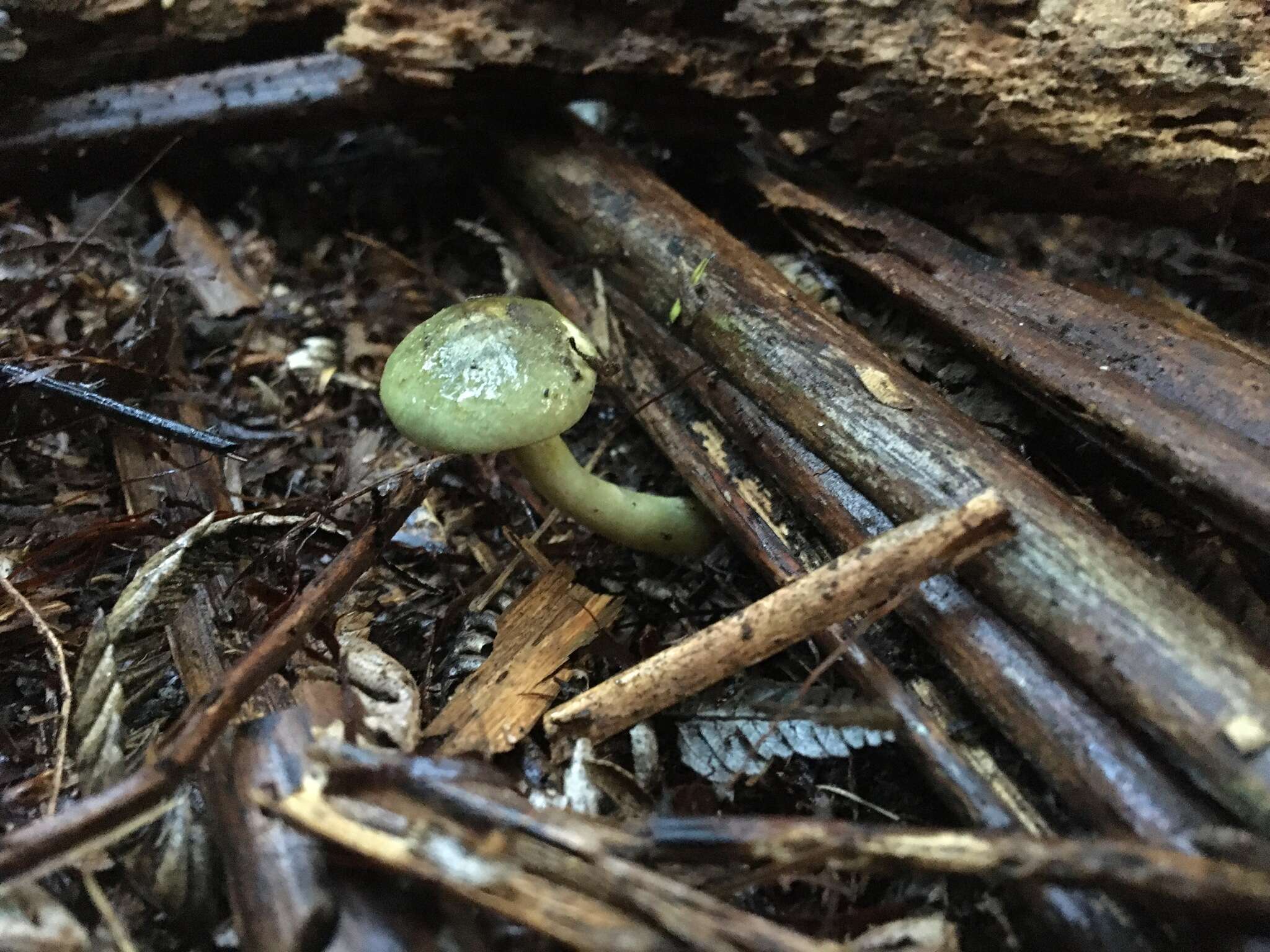 Слика од Cortinarius calaisopus Soop 2013