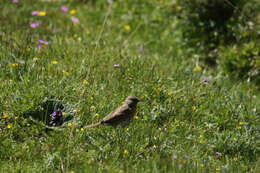 Imagem de Prunella rubeculoides (Moore & F 1854)