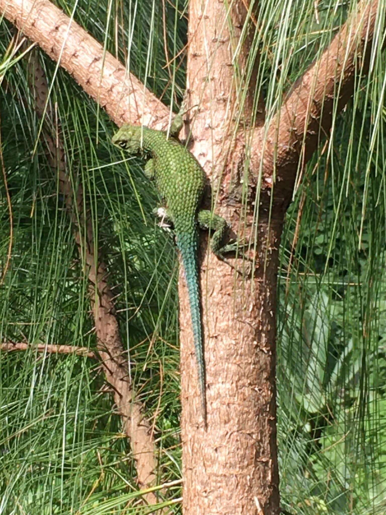 Image of Sceloporus smaragdinus Bocourt 1873