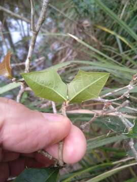 Image of Native holly