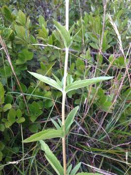 Eupatorium subvenosum (A. Gray) E. E. Schill.的圖片