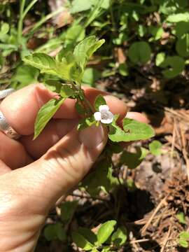 Image of Swamp Snakeherb