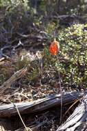 Calochortus raichei Farwig & V. Girard resmi