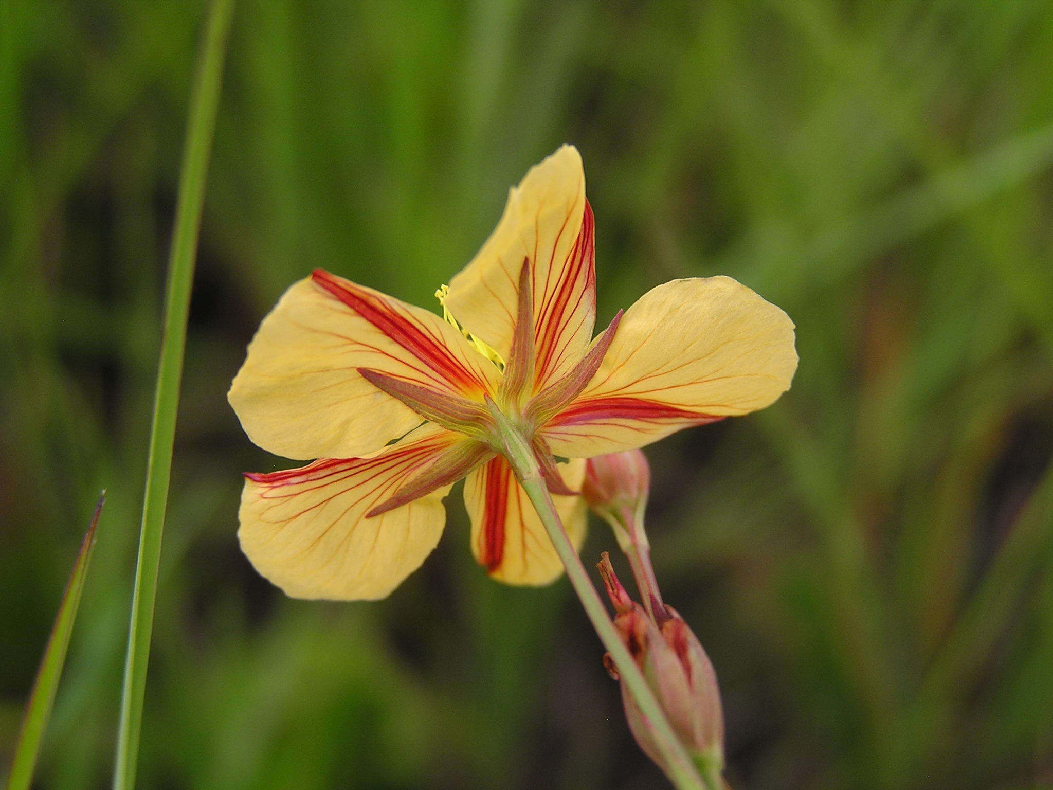 Image of Hypericum lalandii Choisy