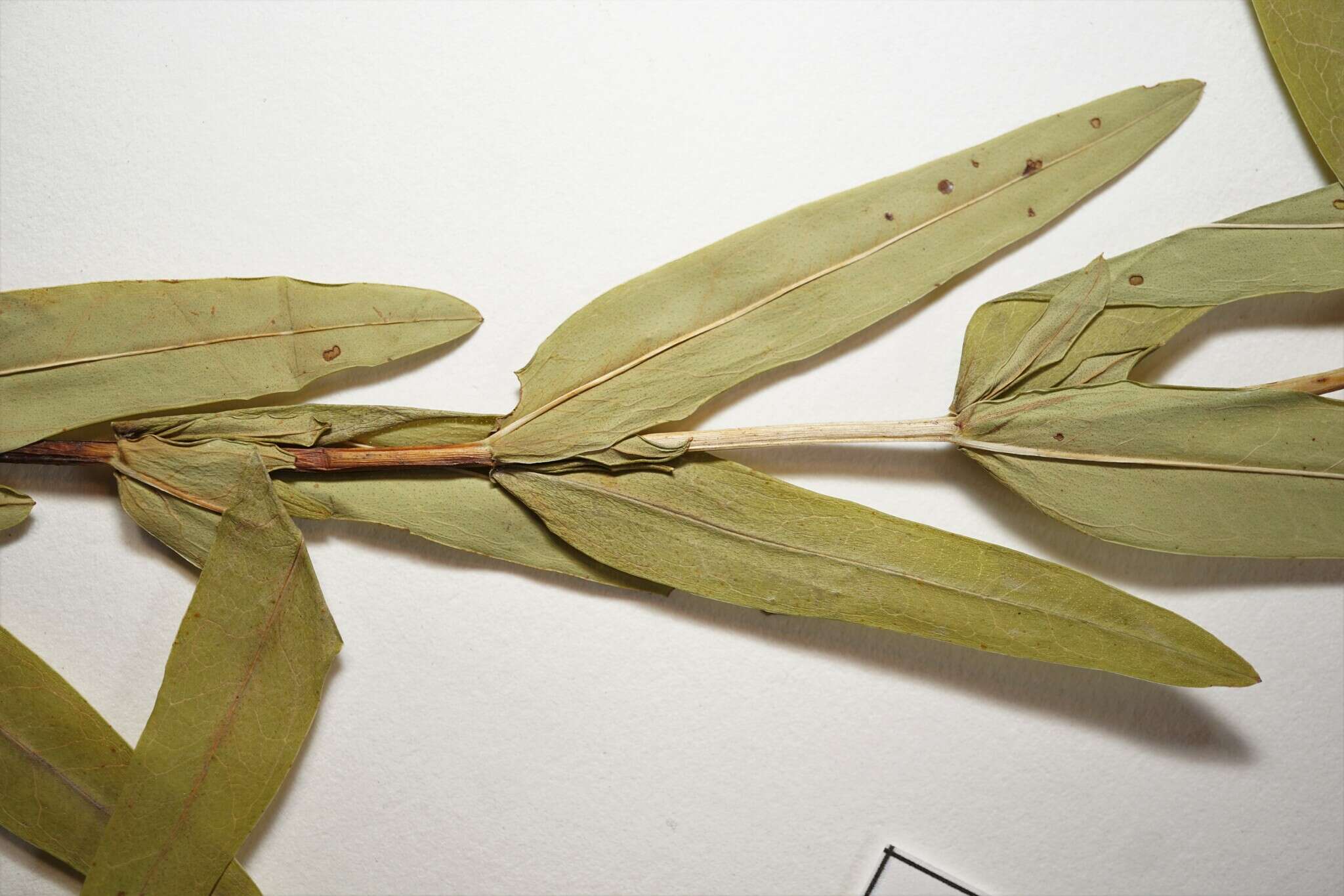 Image of Round-Seed St. John's-Wort