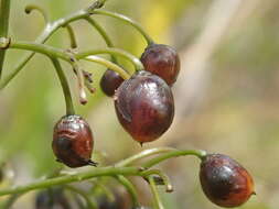 Plancia ëd Dianella sandwicensis Hook. & Arn.