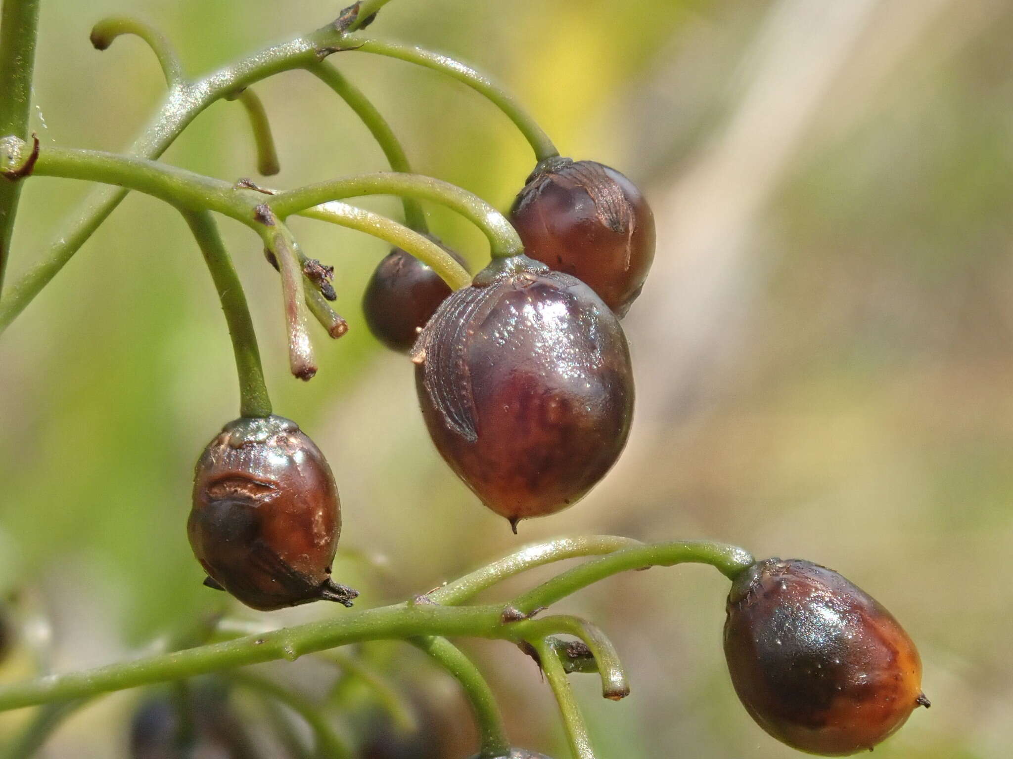 Plancia ëd Dianella sandwicensis Hook. & Arn.