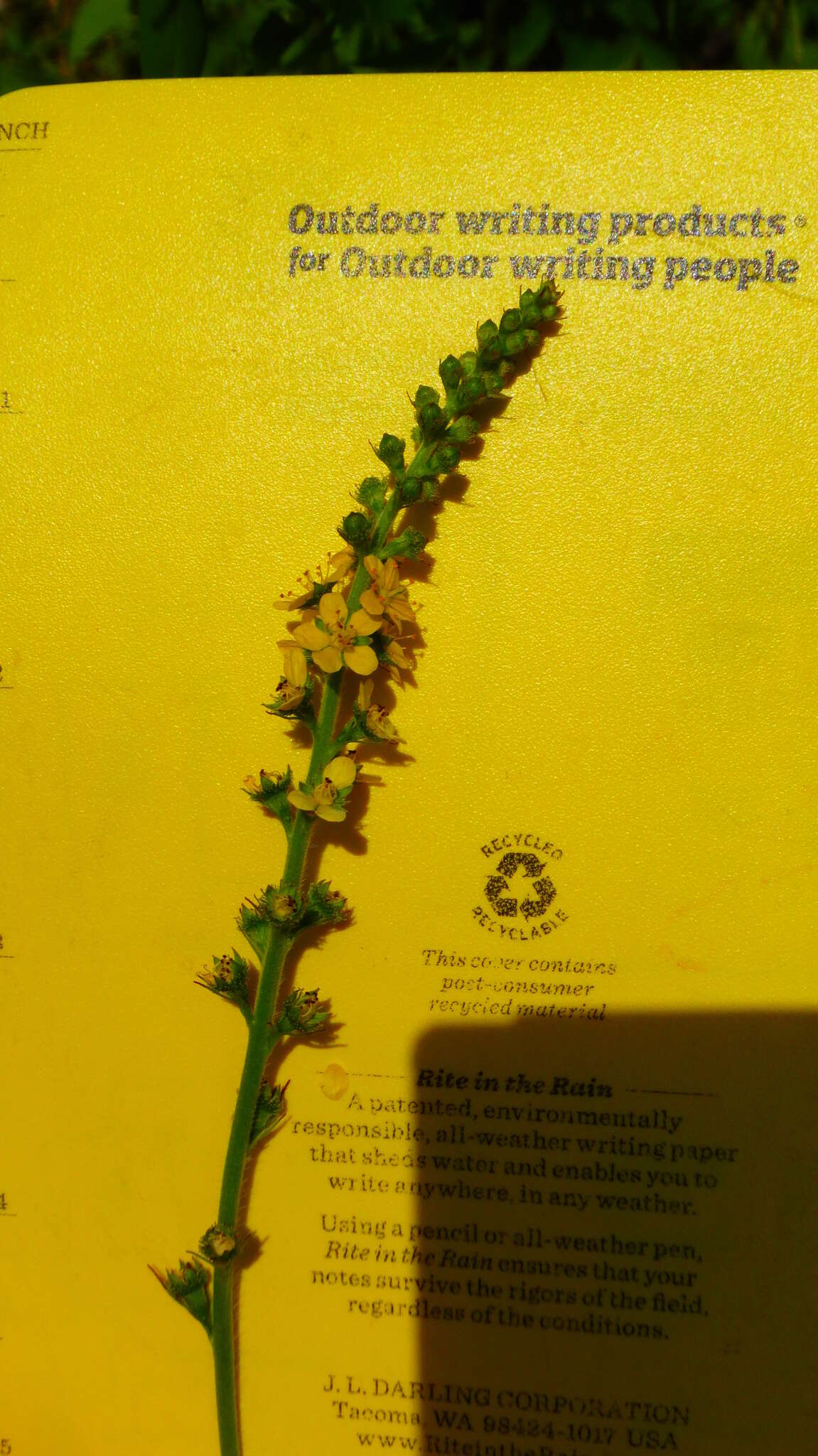 Image of roadside agrimony