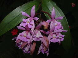 Image of Epidendrum pansamalae Schltr.