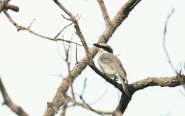 Tephrodornis virgatus mekongensis Meyer de Schauensee 1946的圖片