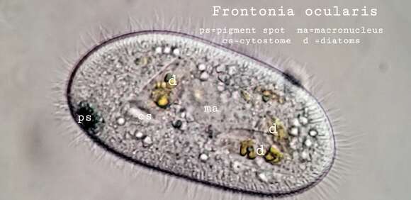 Image of Frontonia ocularis