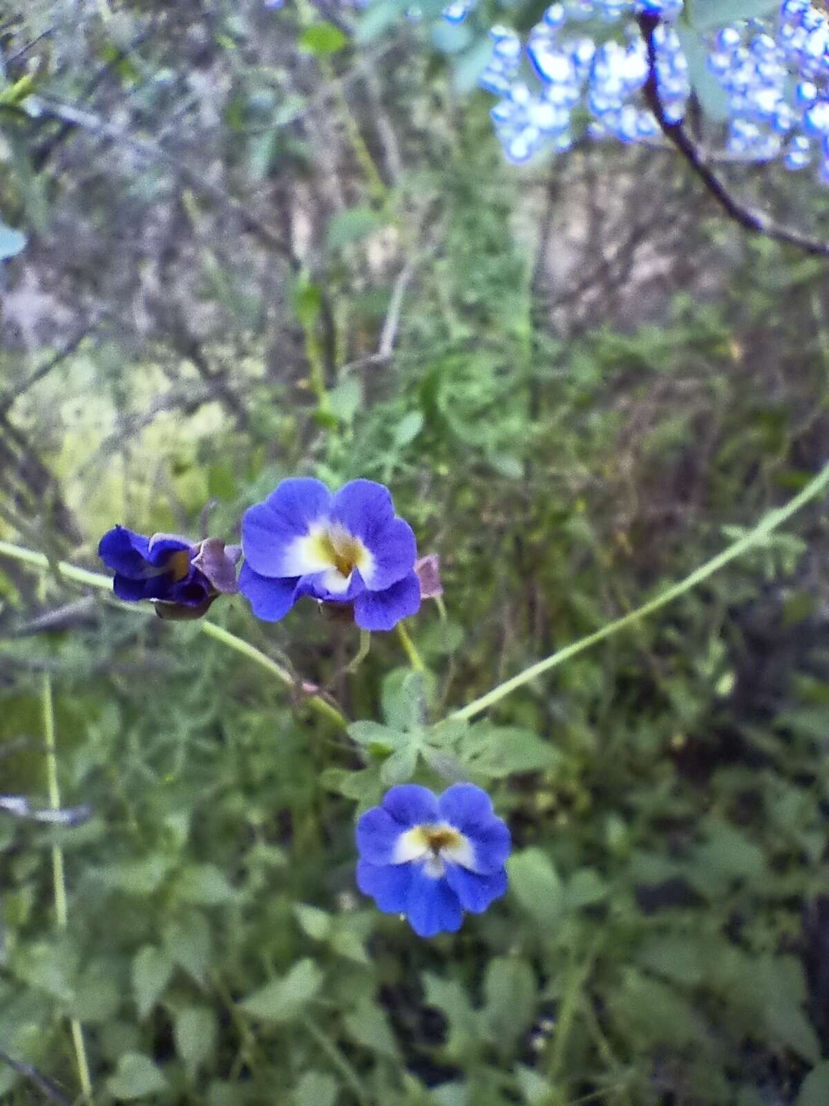 Image of Blue Nasturtium