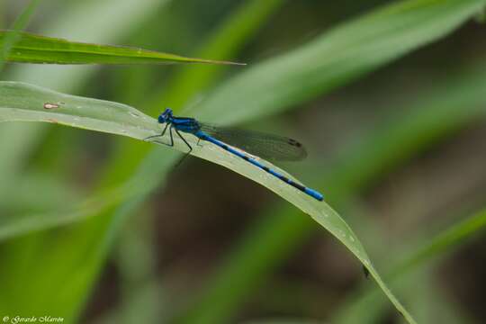 Image of Argia tarascana Calvert 1902