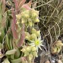 Image of Sempervivum transcaucasicum Muirh.