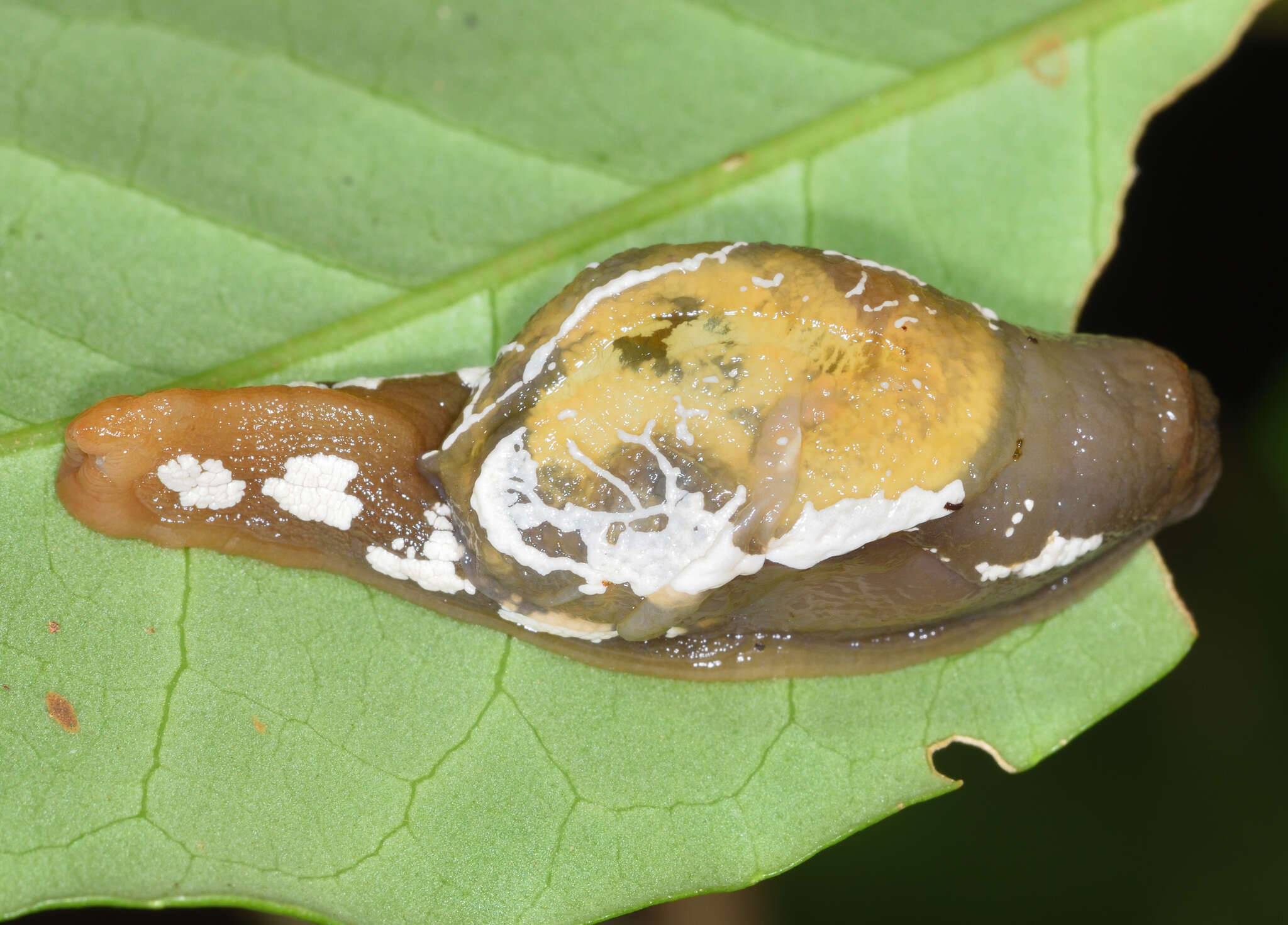 Image of Cucullarion albimaculosus Stanisic 2010