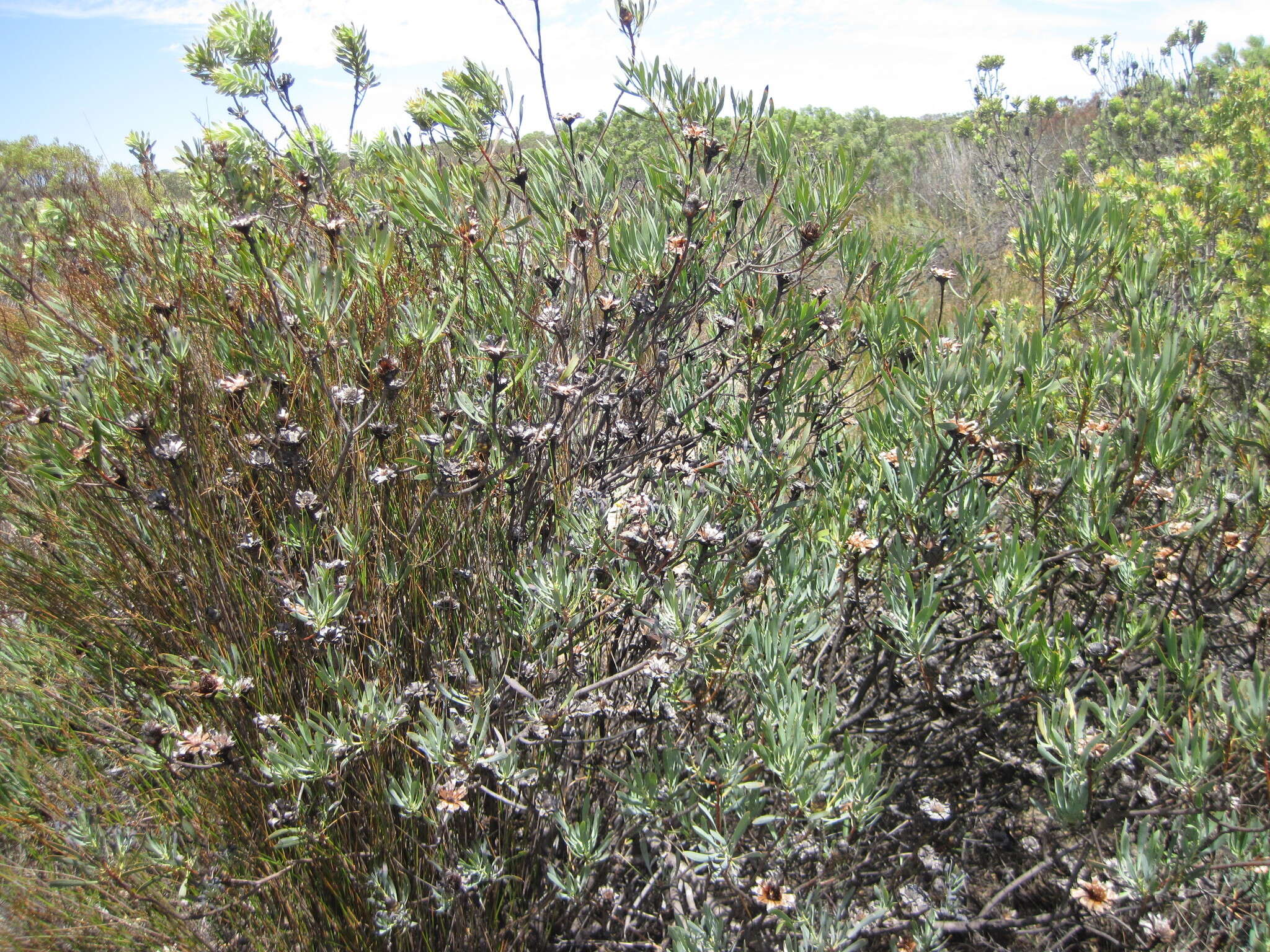 Plancia ëd Protea acuminata Sims