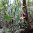 Image of Ceropegia carnosa subsp. glabra (H. Huber) Bruyns