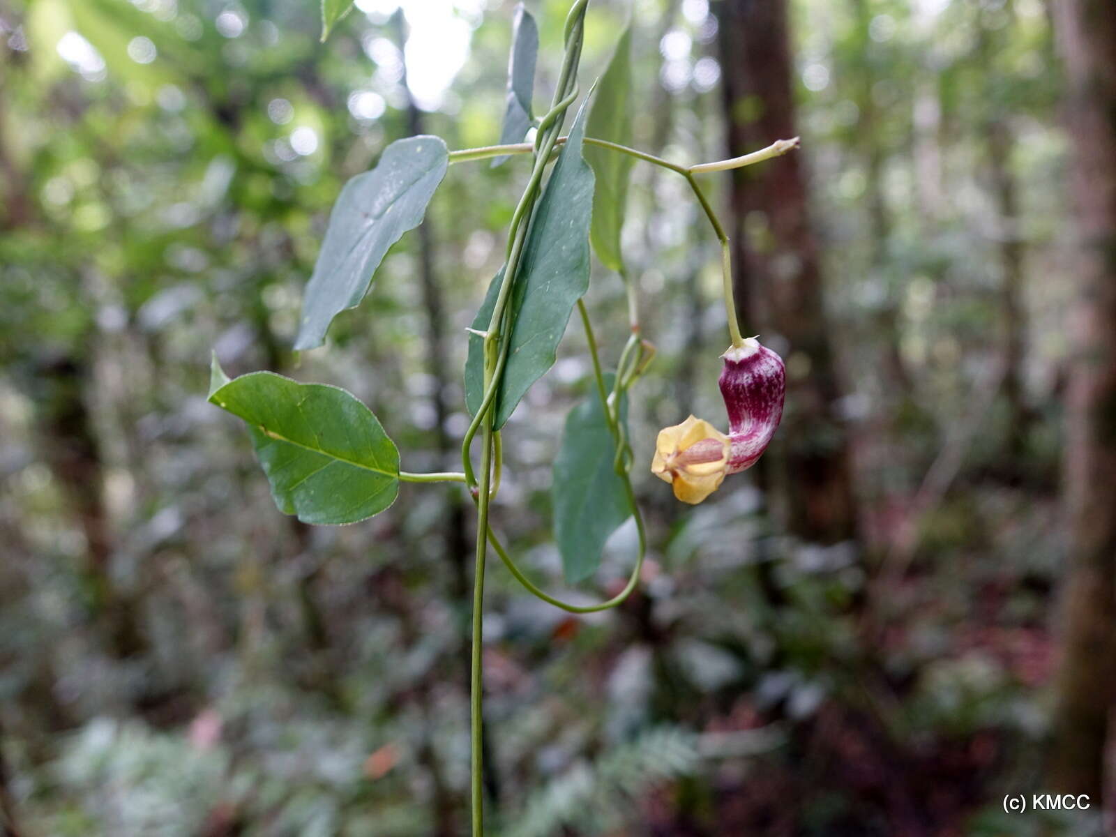 Sivun Ceropegia carnosa subsp. glabra (H. Huber) Bruyns kuva