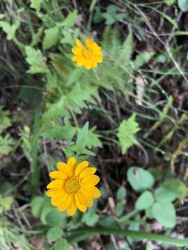 Image of common woolly sunflower