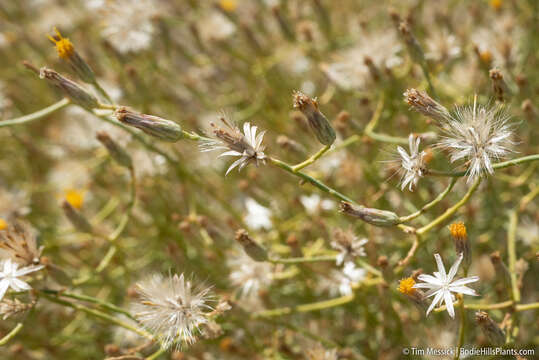 Leucosyris carnosa (A. Gray) Pruski & R. L. Hartman resmi