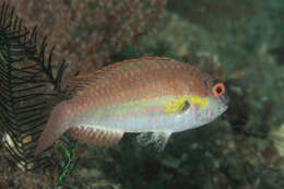 Image of Half-toothed parrot-fish