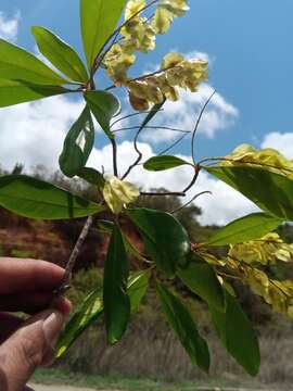 Image of Terminalia perrieri Capuron