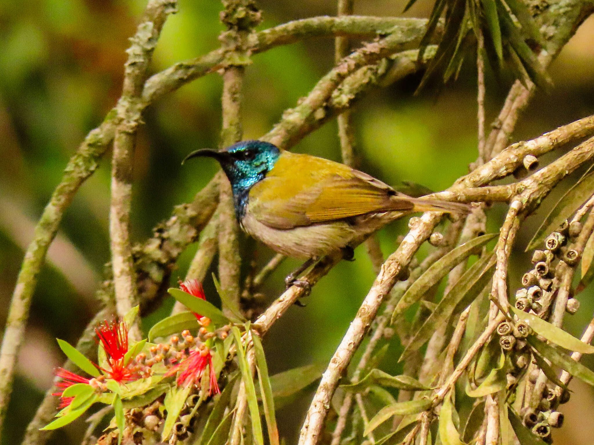 Image of Green-headed Sunbird