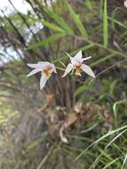 Sivun Bletilla formosana (Hayata) Schltr. kuva