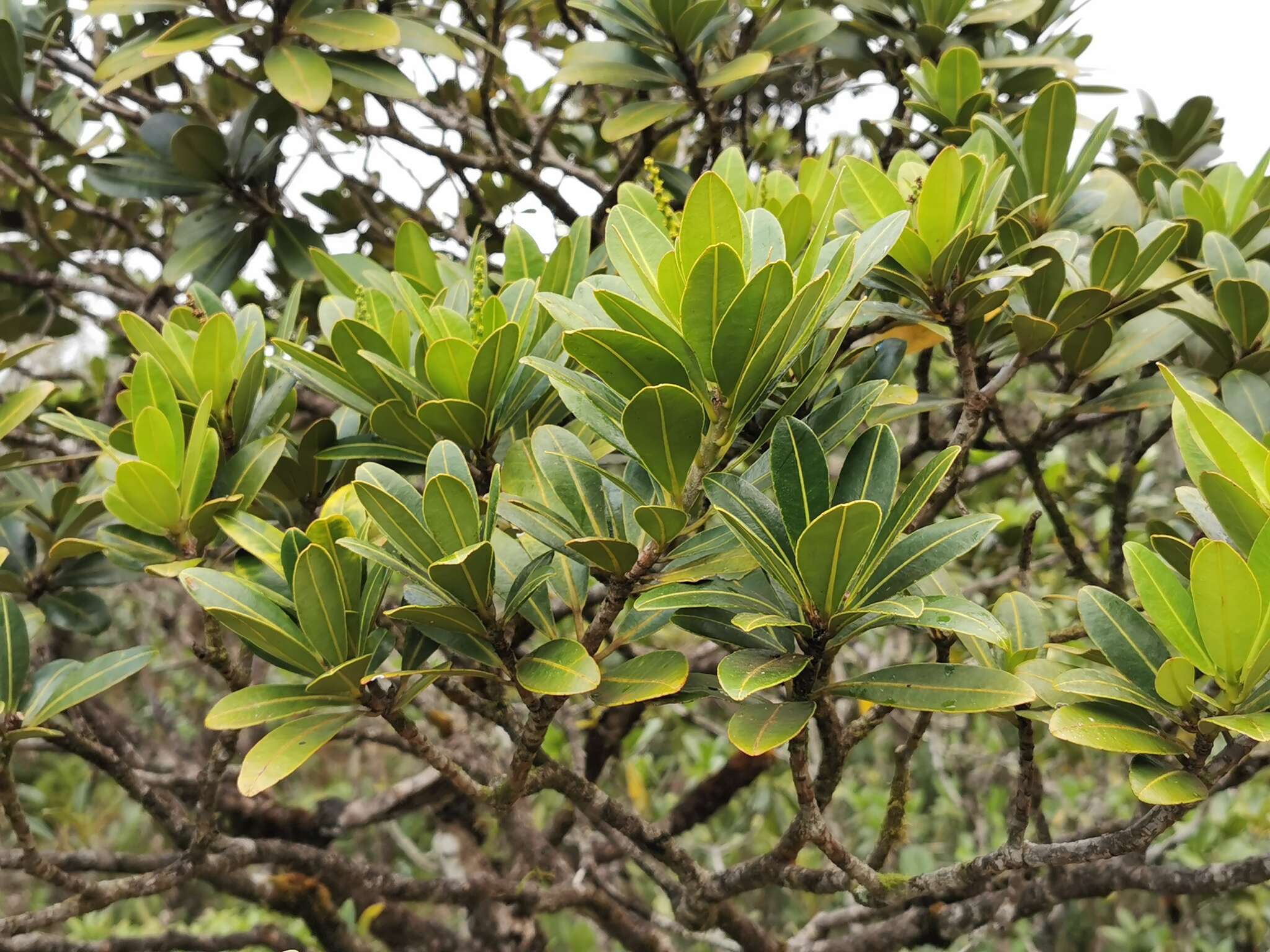 Image de Stillingia lineata (Lam.) Müll. Arg.