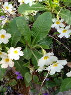 Image of Primula acaulis subsp. atlantica (Maire & Wilczek) Greuter & Burdet