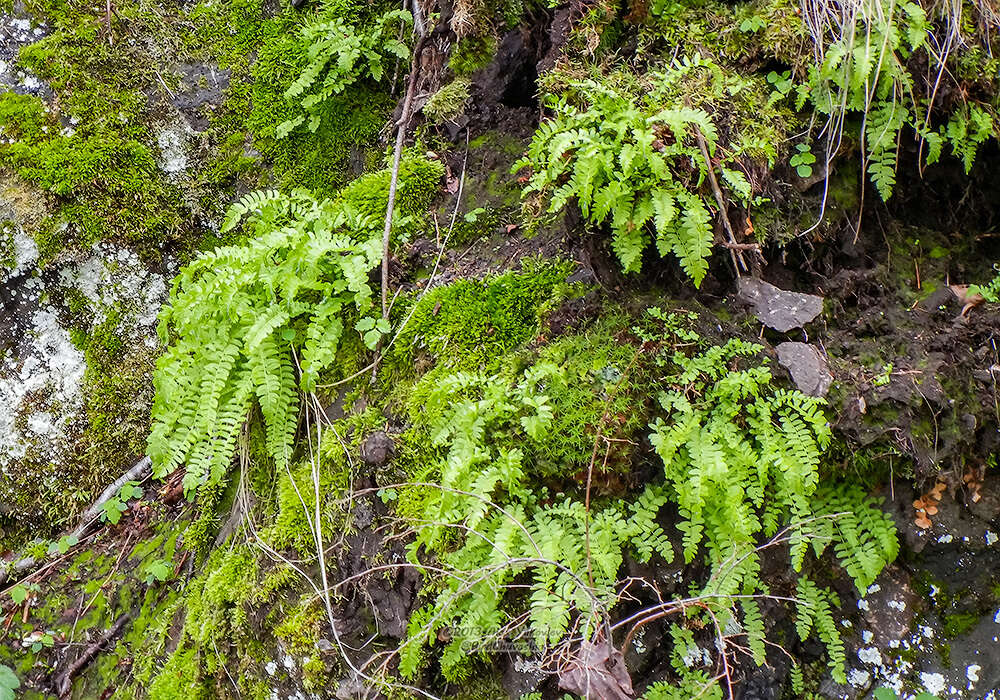 Image of Woodsia polystichoides D. C. Eat.